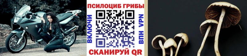 Псилоцибиновые грибы мухоморы Уссурийск
